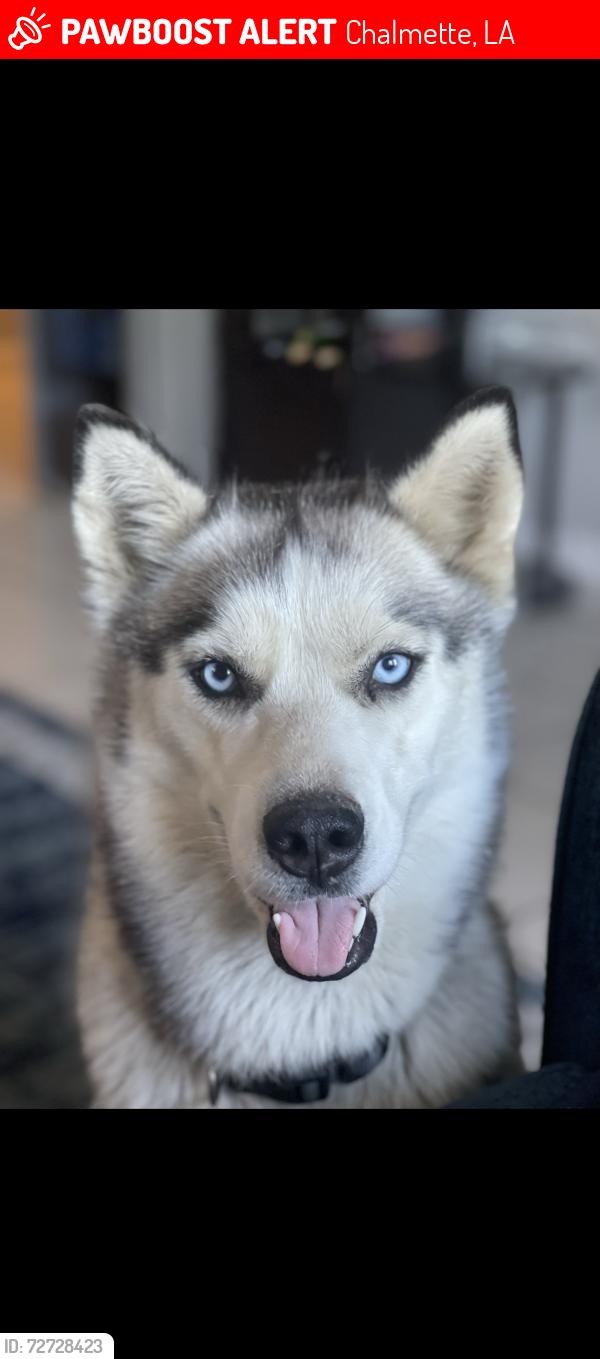 Lost Female Dog last seen Verónica dr chalmette, Chalmette, LA 70043