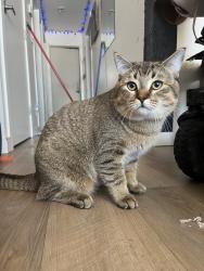Lost Male Cat last seen Ashworth St, Meadowood Dr, near Riel Park, Winnipeg, MB R2M 4B8