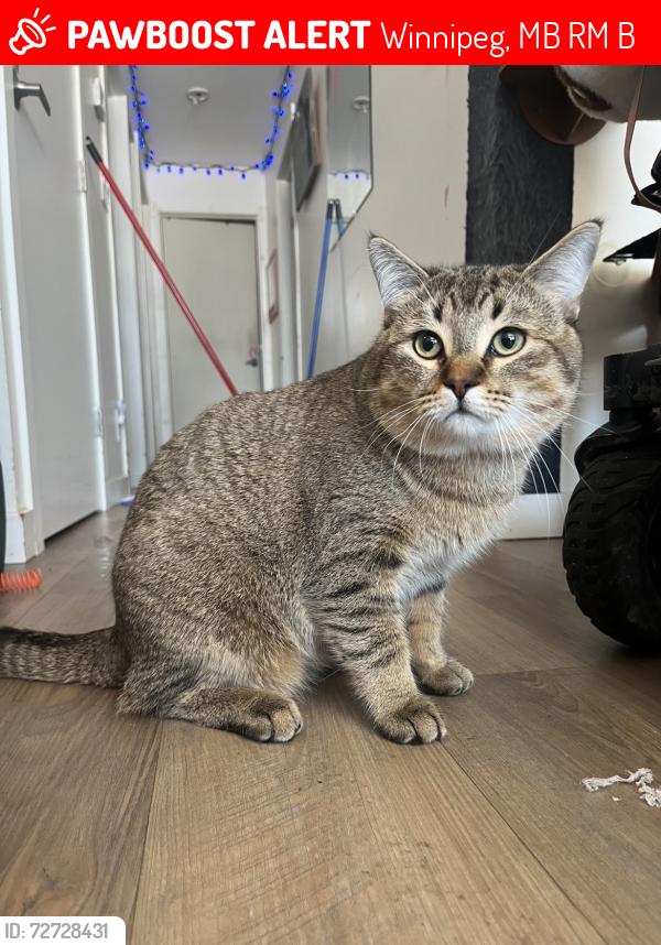 Lost Male Cat last seen Ashworth St, Meadowood Dr, near Riel Park, Winnipeg, MB R2M 4B8