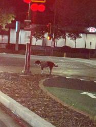 Found/Stray Unknown Dog last seen Corn the Fremont boulevard, in the red light , Fremont, CA 94538
