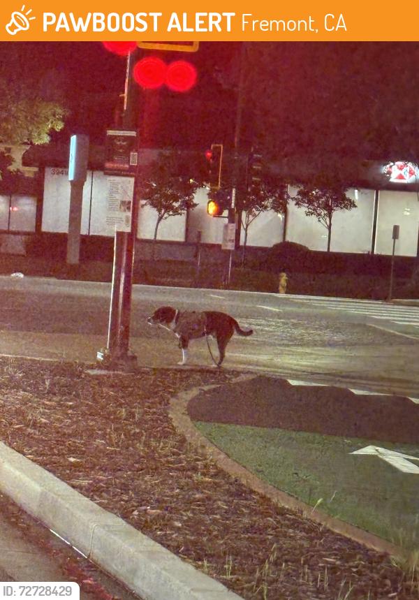 Found/Stray Unknown Dog last seen Corn the Fremont boulevard, in the red light , Fremont, CA 94538