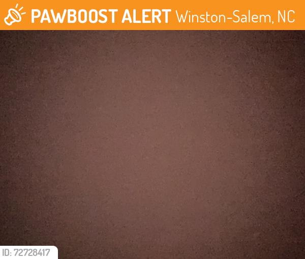 Found/Stray Female Cat last seen Just a bit past Calvary, Winston-Salem, NC 27104