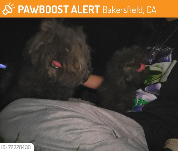 Found/Stray Unknown Dog last seen Behind Greystone Park, Bakersfield, CA 93311