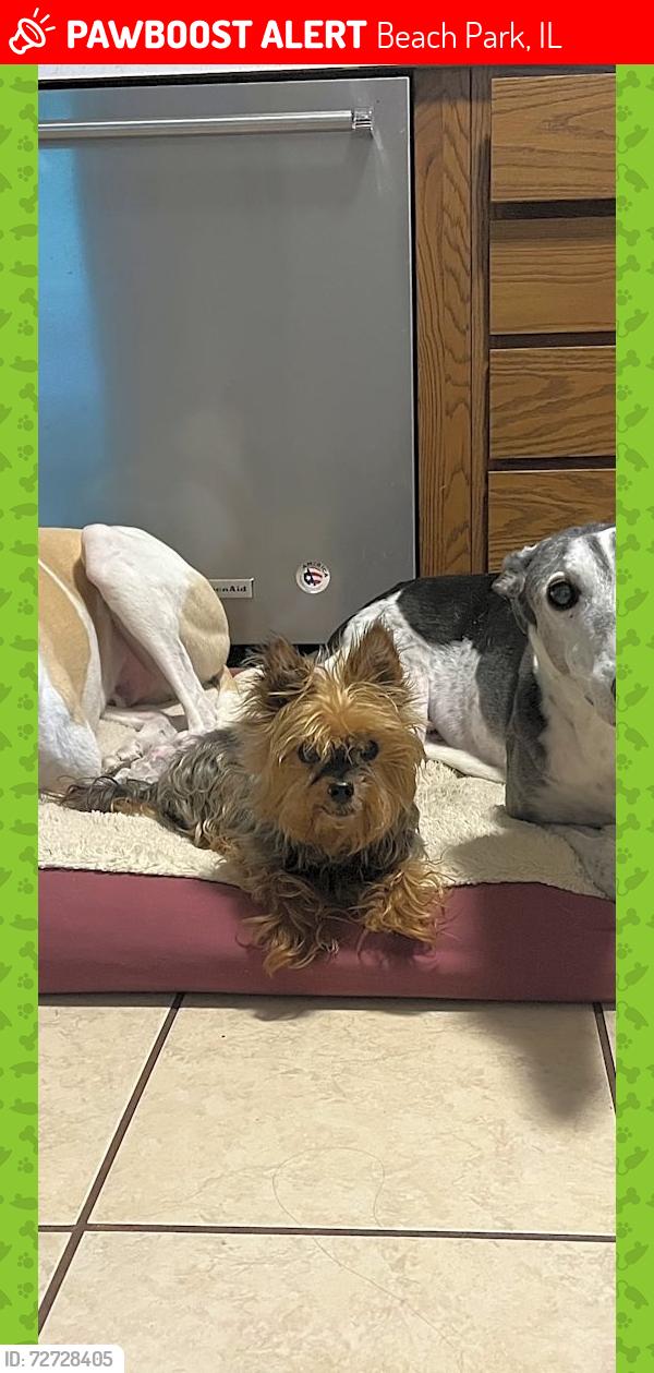 Lost Male Dog last seen On West Fairbanks Ave between Holdridge and Geraghty, Beach Park, IL 60099