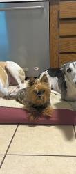 Lost Male Dog last seen On West Fairbanks Ave between Holdridge and Geraghty, Beach Park, IL 60099