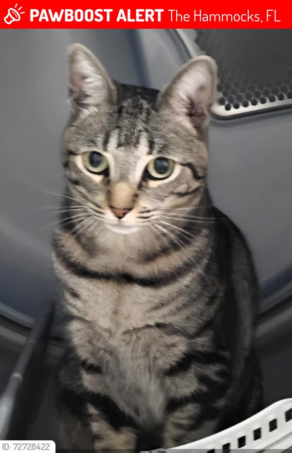 Lost Female Cat last seen Near sw 90th st, The Hammocks, FL 33196