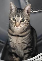 Lost Female Cat last seen Near sw 90th st, The Hammocks, FL 33196