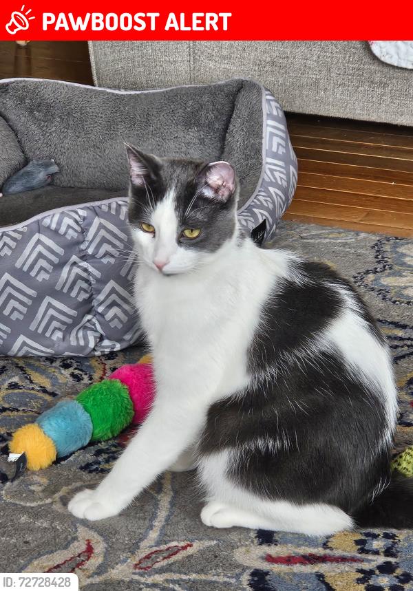 Lost Male Cat last seen Blackbart Ave and pioneer trail, South Lake Tahoe, CA 96150