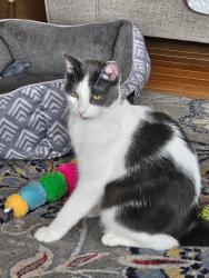 Lost Male Cat last seen Blackbart Ave and pioneer trail, South Lake Tahoe, CA 96150