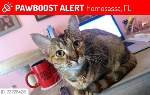 Lost Female Cat last seen Homosassa trail and circle k, Homosassa, FL 34448
