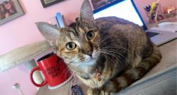Lost Female Cat last seen Homosassa trail and circle k, Homosassa, FL 34448