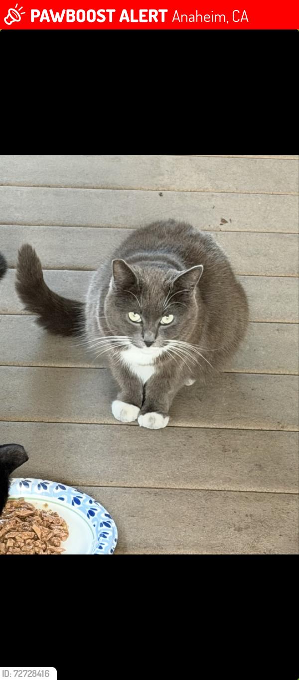 Lost Female Cat last seen CRESCENT AND GILBERT IN MOBILE  PARK, Anaheim, CA 92801