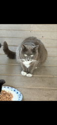 Lost Female Cat last seen CRESCENT AND GILBERT IN MOBILE  PARK, Anaheim, CA 92801