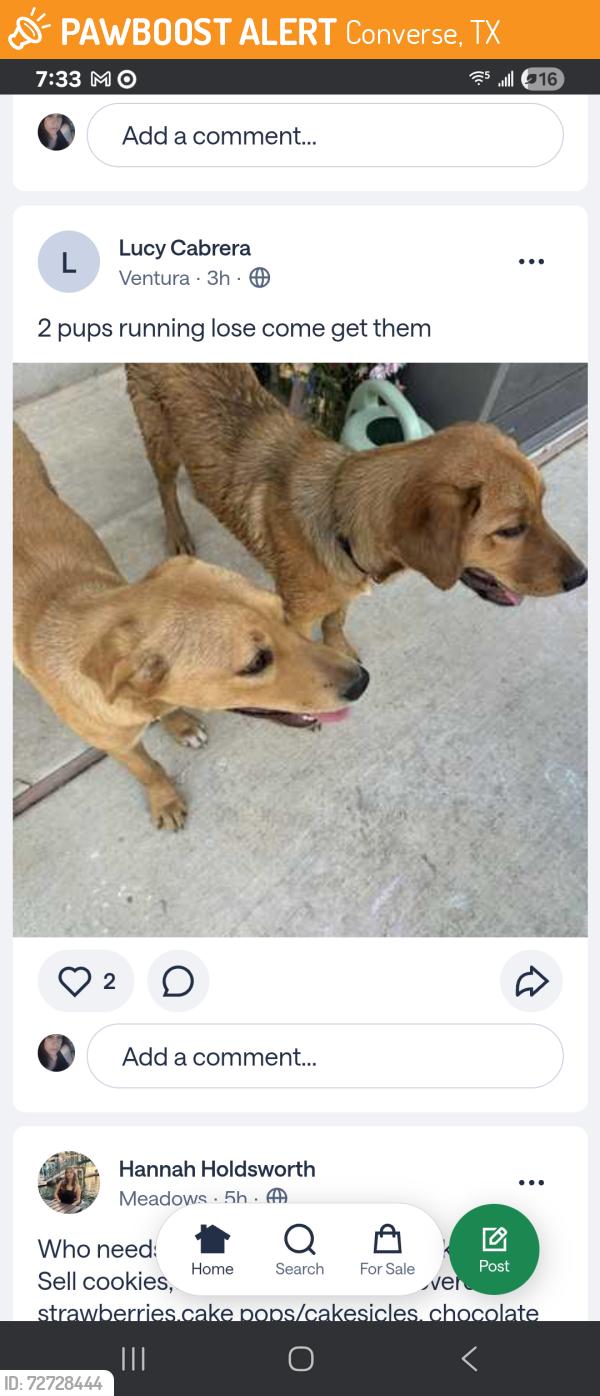 Found/Stray Male Dog last seen Donshire rd in Northampton Community, Converse, TX 78109