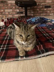Lost Male Cat last seen Near near Dianna St, Placerville, CA 95667
