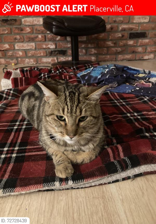 Lost Male Cat last seen Near near Dianna St, Placerville, CA 95667