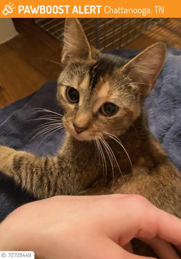 Found/Stray Female Cat last seen In an apmt complex, Chattanooga, TN 37421