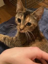 Found/Stray Female Cat last seen In an apmt complex, Chattanooga, TN 37421