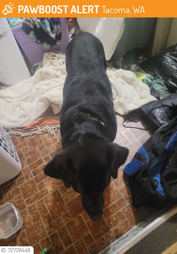 Found/Stray Unknown Dog last seen Larchmount elementary school, Tacoma, WA 98445