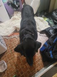 Found/Stray Unknown Dog last seen Larchmount elementary school, Tacoma, WA 98445