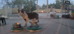 Found/Stray Unknown Cat last seen Pantano Edge Drive / Tucson Loop, Tucson, AZ 85730