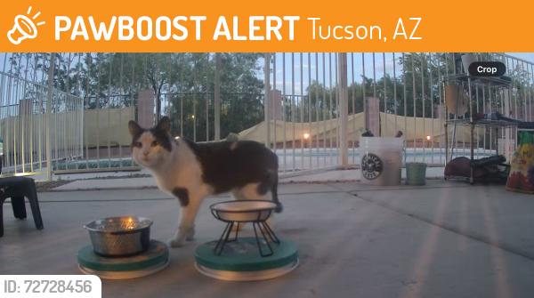 Found/Stray Unknown Cat last seen Pantano Edge Drive / Tucson Loop, Tucson, AZ 85730