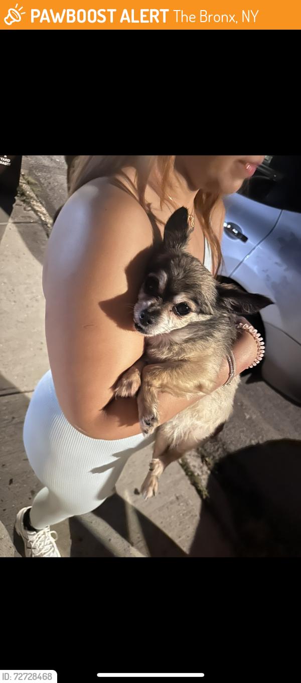 Found/Stray Female Dog last seen Morris park, The Bronx, NY 10462