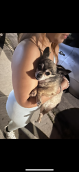 Found/Stray Female Dog last seen Morris park, The Bronx, NY 10462