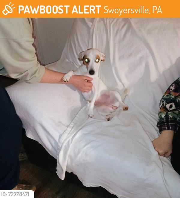 Found/Stray Female Dog last seen Main st, Swoyersville, PA 18704