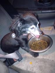 Found/Stray Male Dog last seen Mt Hood and judson , Sunrise Manor, NV 89156