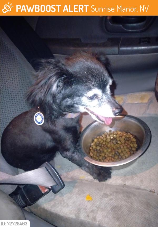 Found/Stray Male Dog last seen Mt Hood and judson , Sunrise Manor, NV 89156