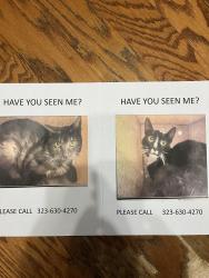 Lost Male Cat last seen Near N Larchmont Blvd LA 90004, Los Angeles, CA 90004