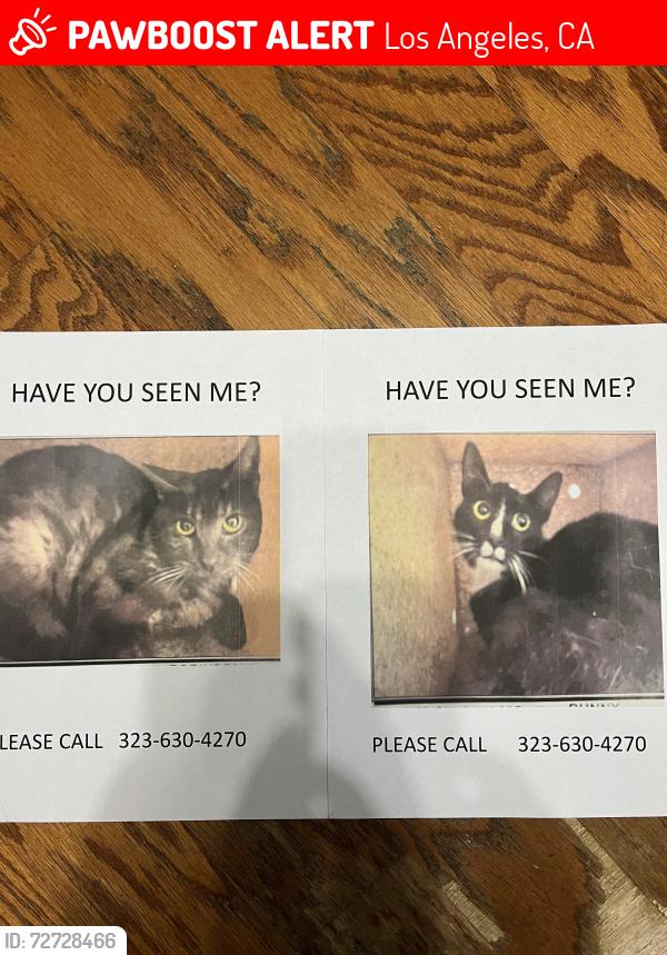 Lost Male Cat last seen Near N Larchmont Blvd LA 90004, Los Angeles, CA 90004