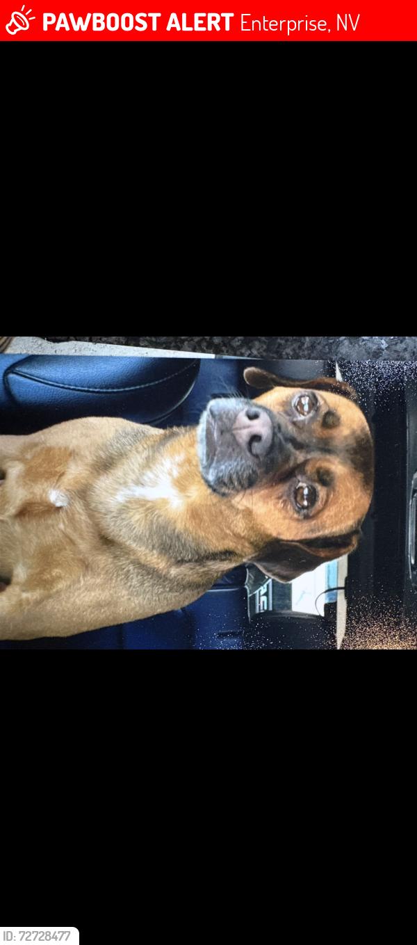 Lost Female Dog last seen Cactus and southern highlands, Enterprise, NV 89141