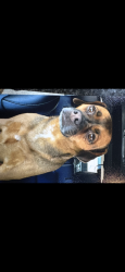 Lost Female Dog last seen Cactus and southern highlands, Enterprise, NV 89141