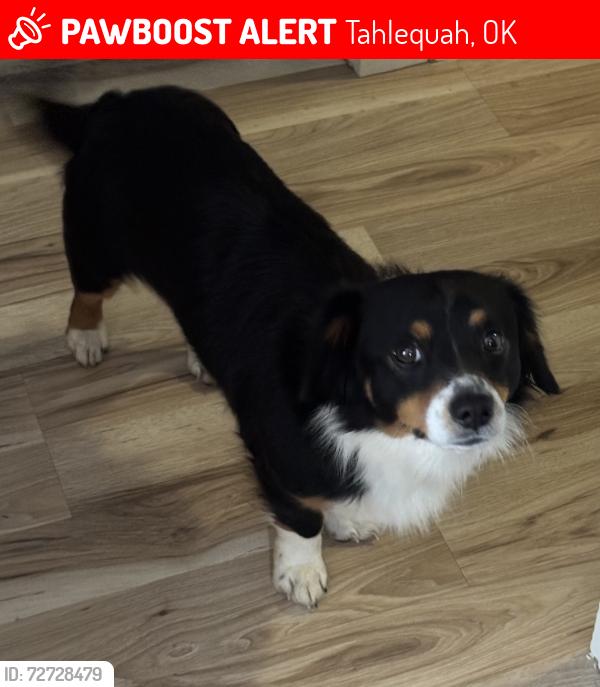 Lost Male Dog last seen Behind Sequoyah High school. Close to the powwow grounds , Tahlequah, OK 74464