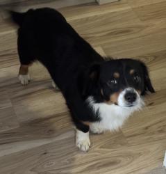 Lost Male Dog last seen Behind Sequoyah High school. Close to the powwow grounds , Tahlequah, OK 74464