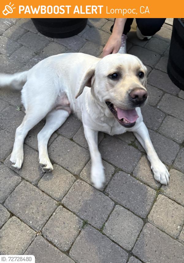 Found/Stray Female Dog last seen La Honda , Lompoc, CA 93436