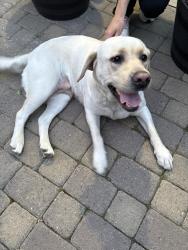 Found/Stray Female Dog last seen La Honda , Lompoc, CA 93436
