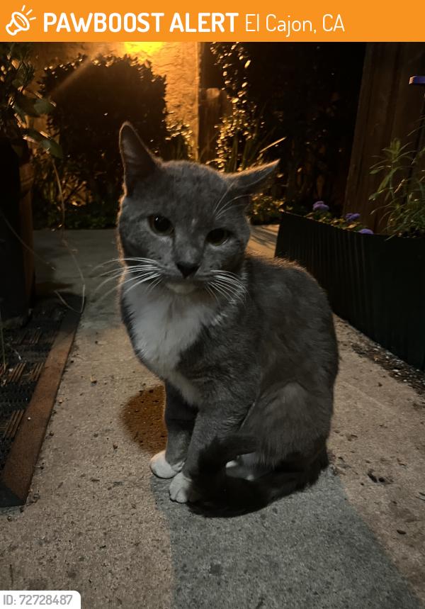 Found/Stray Male Cat last seen Stone Edge cndmniums off Bradley, El Cajon, CA 92021