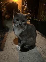 Found/Stray Male Cat last seen Stone Edge cndmniums off Bradley, El Cajon, CA 92021