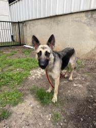 Found/Stray Female Dog last seen Forest and Coit, Dallas, TX 75251