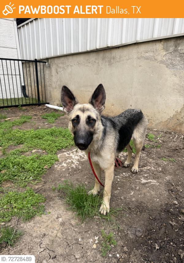 Found/Stray Female Dog last seen Forest and Coit, Dallas, TX 75251