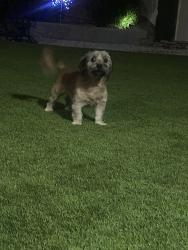 Found/Stray Unknown Dog last seen Saddlehorn way, Menifee, CA 92584