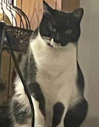 Lost Female Cat last seen Bryant Irving and W Vickery, Fort Worth, TX 76116
