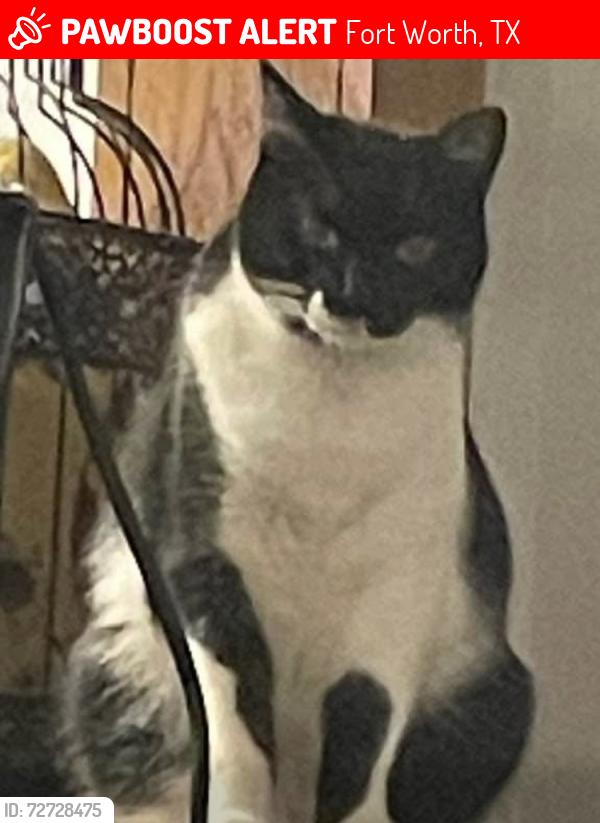 Lost Female Cat last seen Bryant Irving and W Vickery, Fort Worth, TX 76116