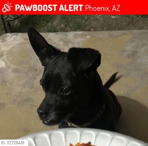 Lost Male Dog last seen Near W Lamar rd, Phoenix, AZ 85019