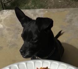 Lost Male Dog last seen Near W Lamar rd, Phoenix, AZ 85019