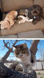 Lost Female Cat last seen Candelaria and 3rd St, Albuquerque, NM 87107