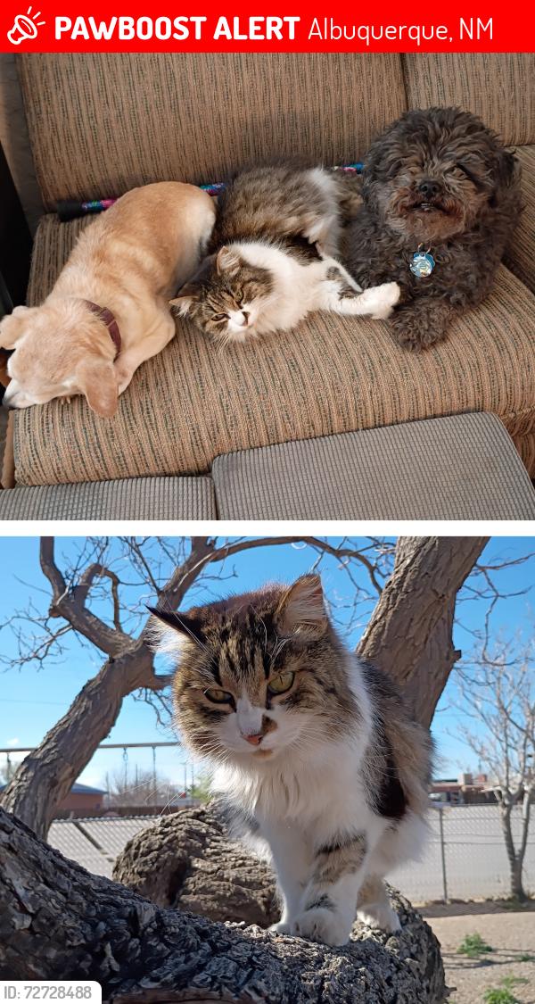 Lost Female Cat last seen Candelaria and 3rd St, Albuquerque, NM 87107